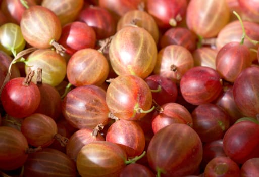 Fresh red  gooseberry, berry background