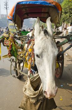 white horse and carriage in Agra street, India