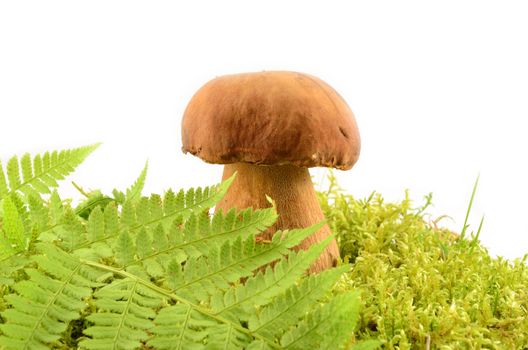 Edible mushroom  in the moss and fern  close up isolated on white background