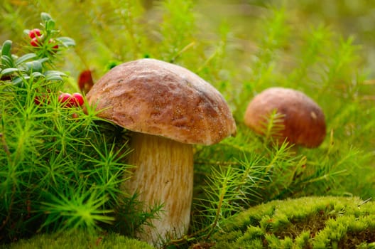 Edible mushrooms  in moss near cowberry in wood