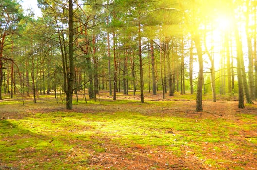 Forest.Edge of a pine forest in a sunny autumn day