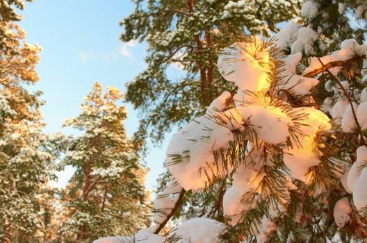 Sunrise.Frosty morning in a mysterious snow-white pine forest