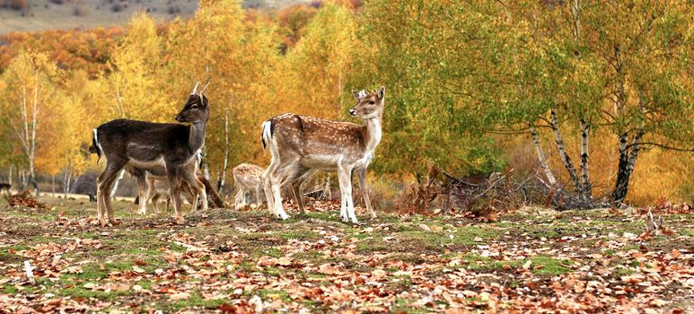 fallow deer ( dama dama ) herd in a glade at an animal park in autumn