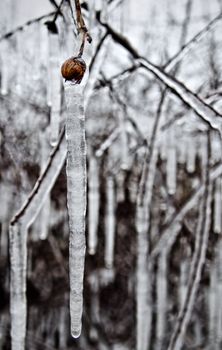 Icicles hang from the hedgerows as Britain freezes