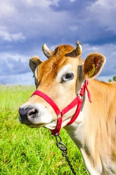 An image of pastering jersey cow