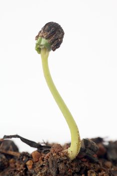 new life macro of a seed in a land with white background