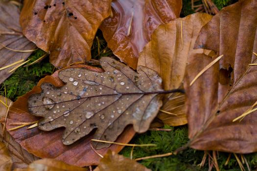 Wet leaves on a bed of moss