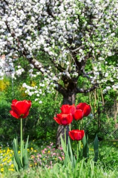 This image shows red tulips in a garden
