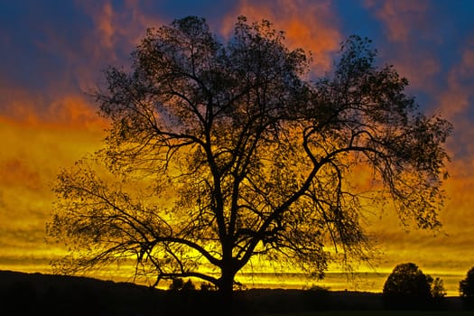 The contrast between the dark tree and the colorful sky at sunset, made for a beautuful combination of abstract colors.
