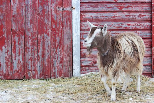 A Toggenburg breed dairy goat standing in a barnyard, in front of a red-painted barn with peeling paint.