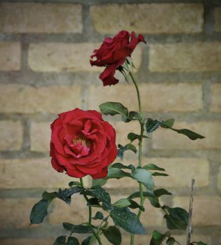 Vintage red rose against a brick wall 