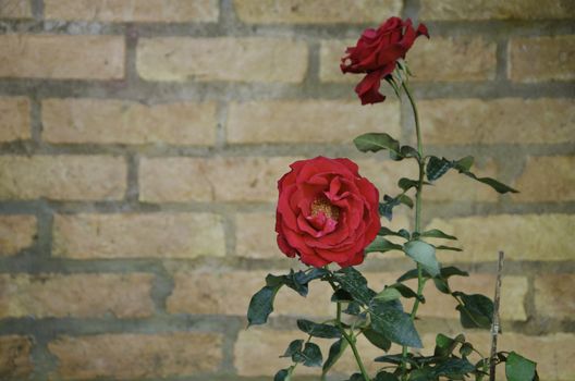 Red Rose flower against a brick wall 