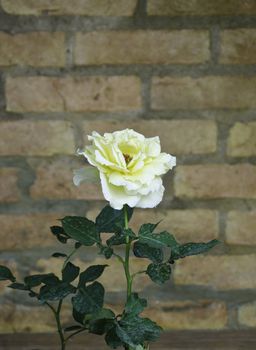 Yellow Rose flower against a brick wall 