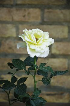 Close up of rose flower with brick wall background