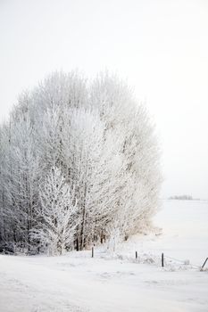 A copse of trees covered in a thick layer of hoarfrost on an overcast day.  This image is predominantly white.
