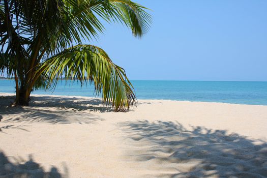 A green palm tree on a white sand beach in Belize with blue ocean and sky in the background.