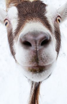 A funny picture of a goat's face
