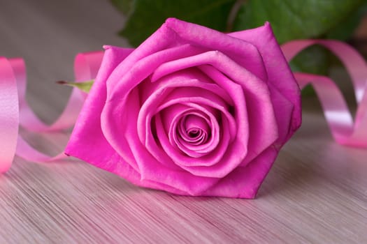 Pink rose with serpentine lies on a white board