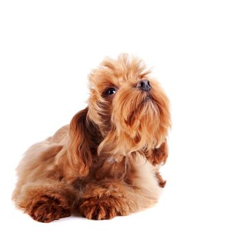 Decorative dog. Puppy of the Petersburg orchid on a white background