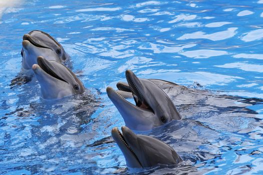 A group of  Bottlenose Dolphins, Tursiops truncatus,