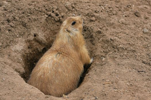 Black-tailed Prairie Dog standing at entranceat to borrow