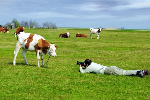 Photographer photographed a cow in the meadow