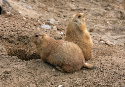 Black-tailed Prairie Dog two at entrance to borrow