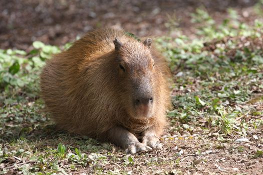 Capybara laying on grass in late afternoon sun