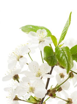 White flowers of cherry tree over white background