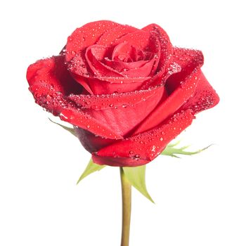 Red rose flower isolated on the white background