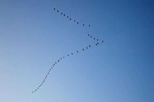 flock of geese forming V in blue sky