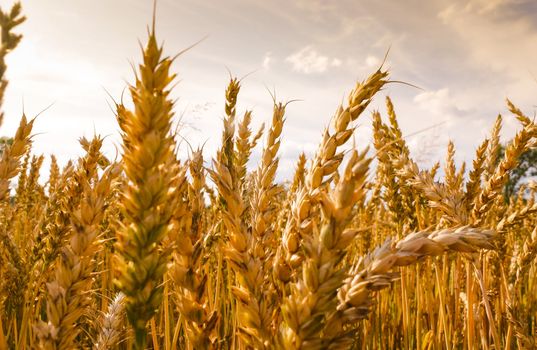 An image of wheat corn