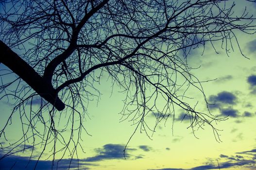 An image of tree silhouette during amazing sunset