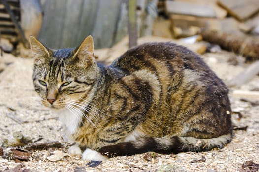 An image of homeless cat