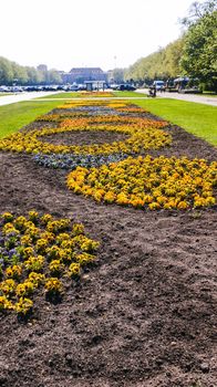 An image of yellow flowers in Kasprowicz park in Szczecin, Poland