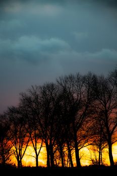 An image of tree silhouette during amazing sunset