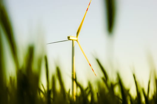 An image of wheat corn