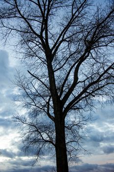 An image of tree silhouette during amazing sunset