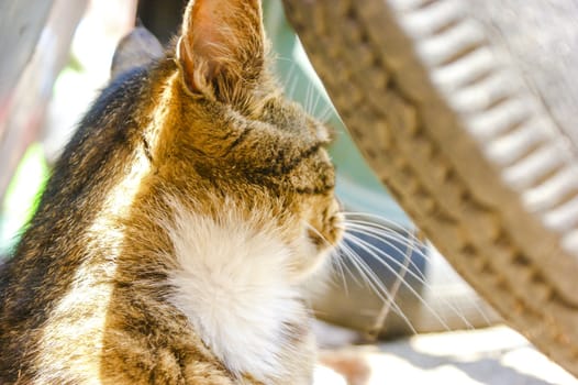 An image of homeless cat