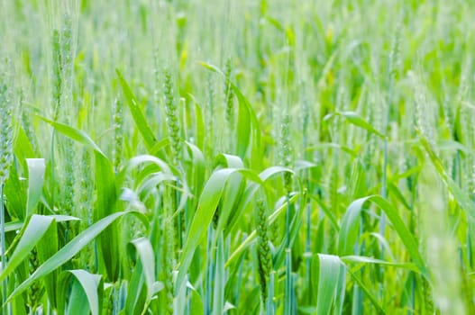 An image of wheat corn