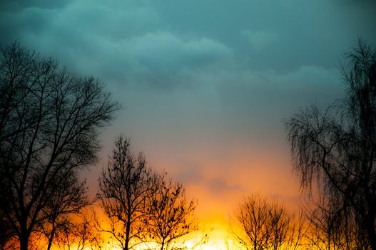 An image of tree silhouette during amazing sunset