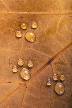 An image of autumn leaves