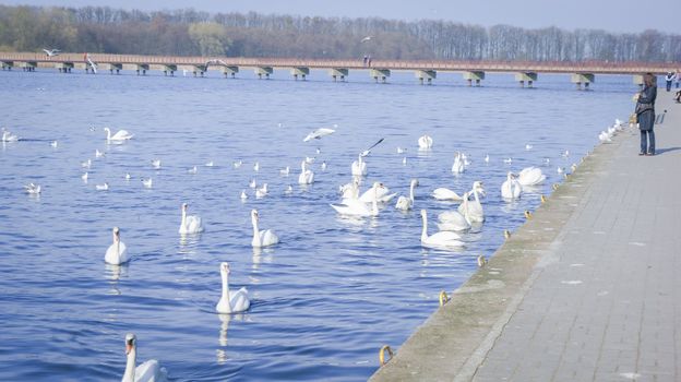 An image of Swan on the lake