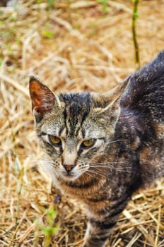 An image of homeless cat