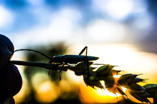 An image of Insect on wheat ear