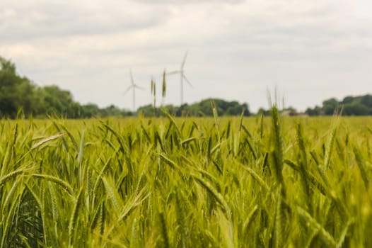 An image of wheat corn
