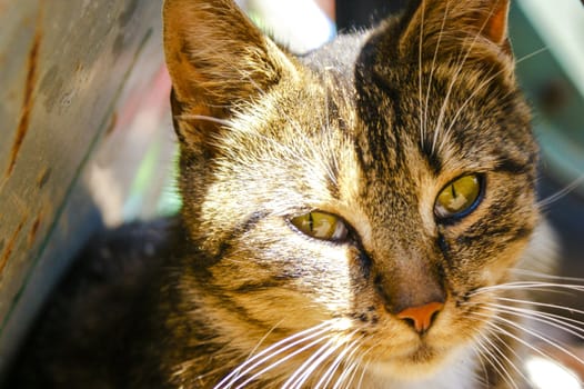 An image of homeless cat