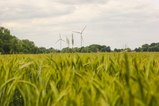 An image of wheat corn