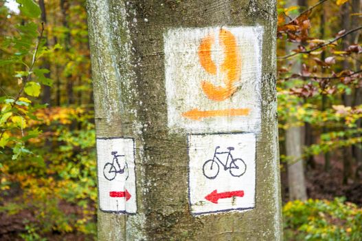 An image of sign in the forest