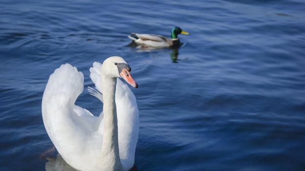 An image of Swan on the lake